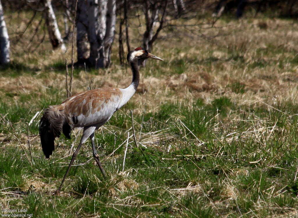 Common Craneadult breeding, Reproduction-nesting