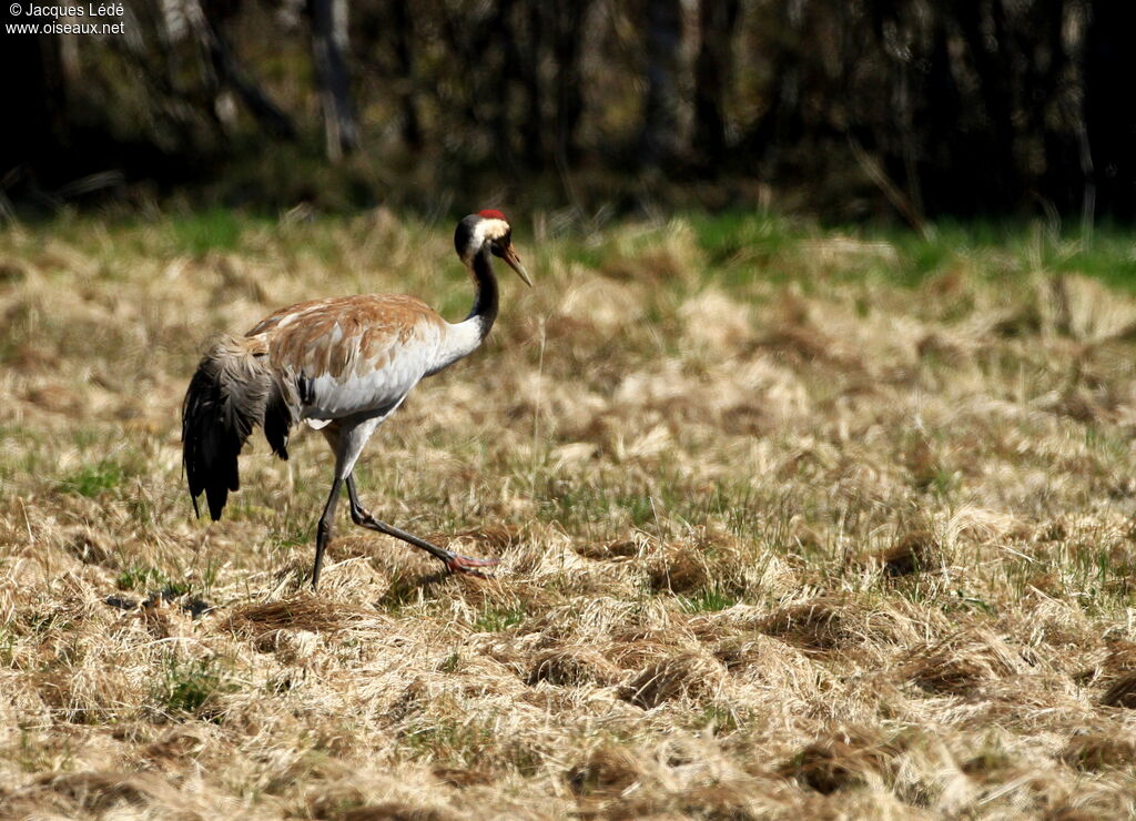 Common Crane