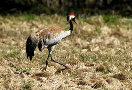 Common Crane