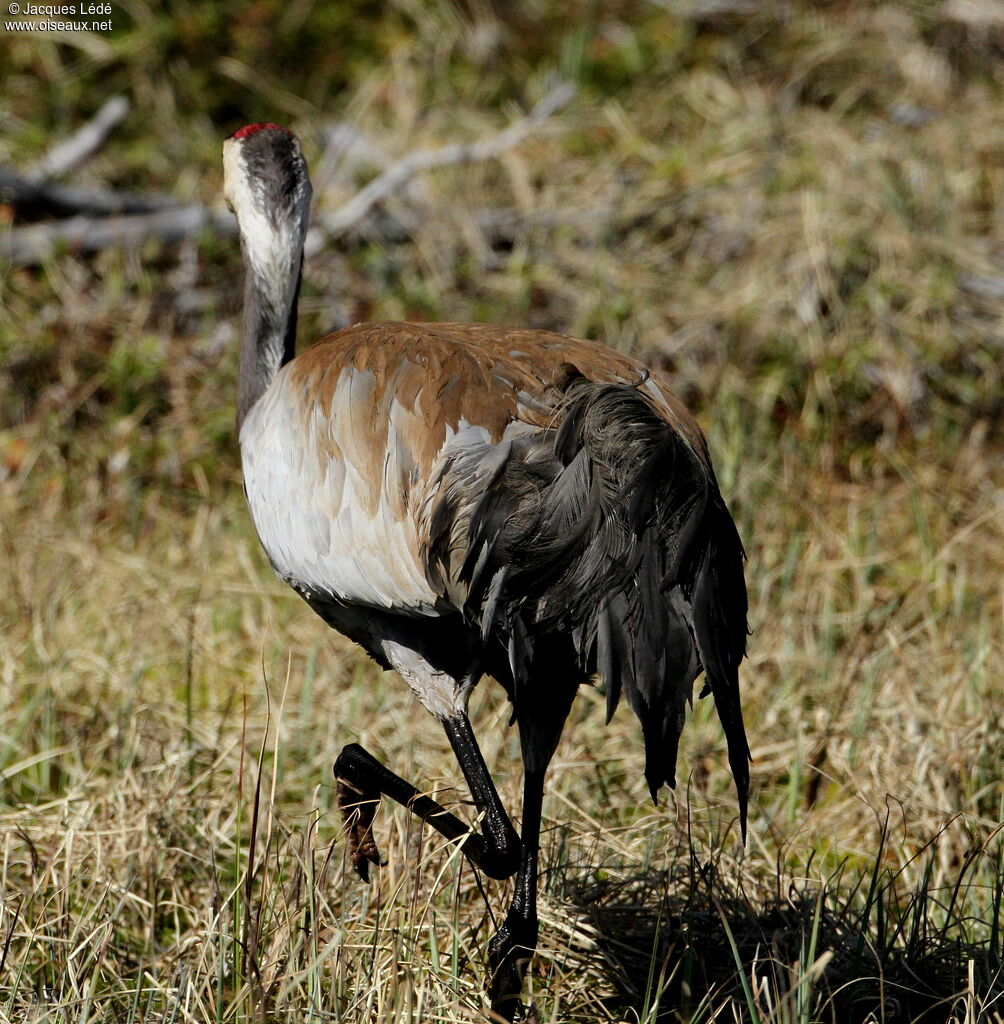 Common Crane