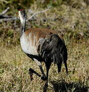 Common Crane