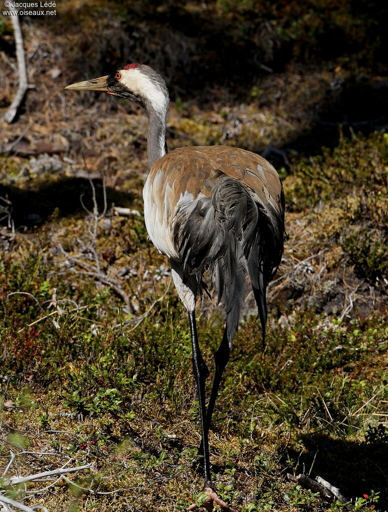 Common Crane