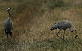 Common Crane