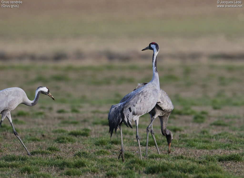 Common Crane