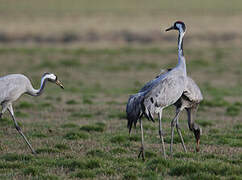 Common Crane