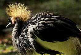 Black Crowned Crane