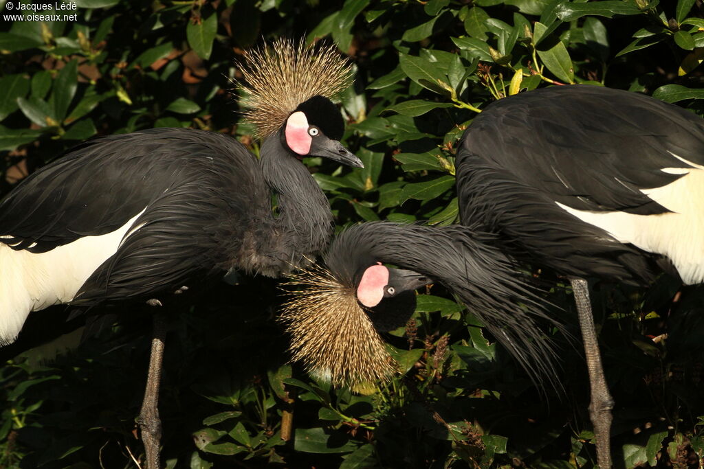 Black Crowned Crane