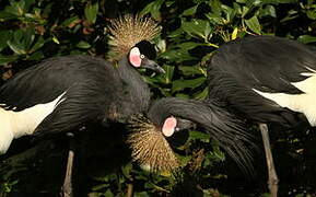 Black Crowned Crane