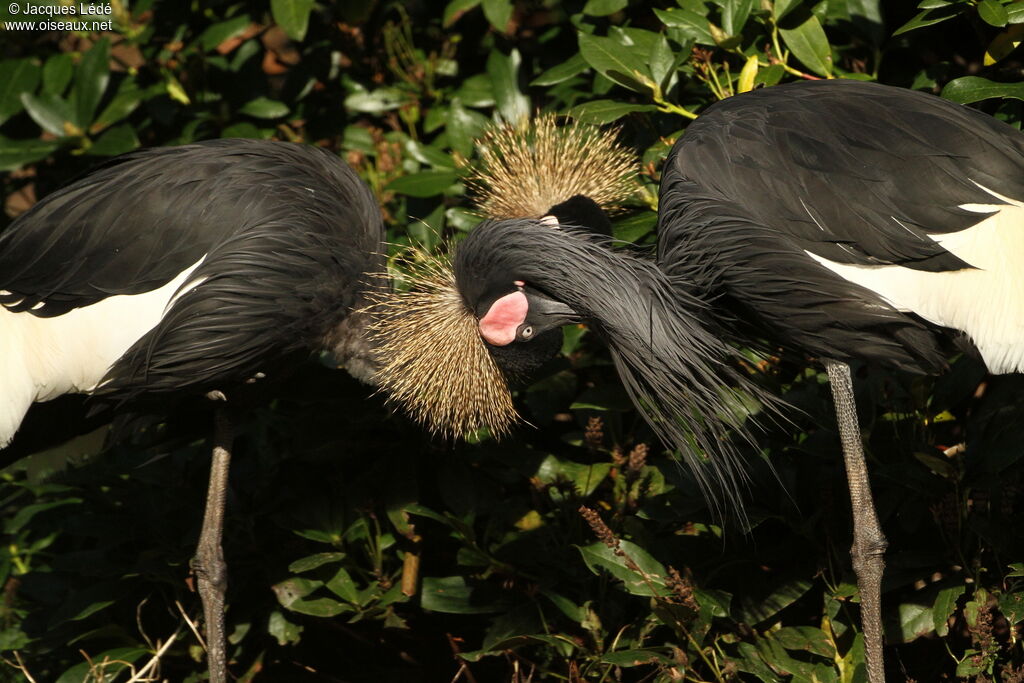 Black Crowned Crane