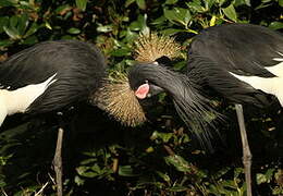 Black Crowned Crane