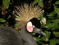 Black Crowned Crane