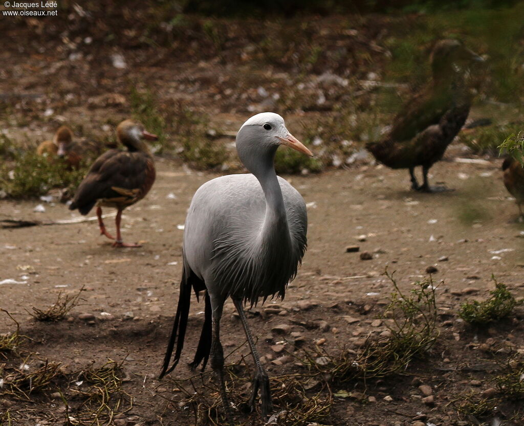 Blue Crane