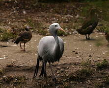 Blue Crane