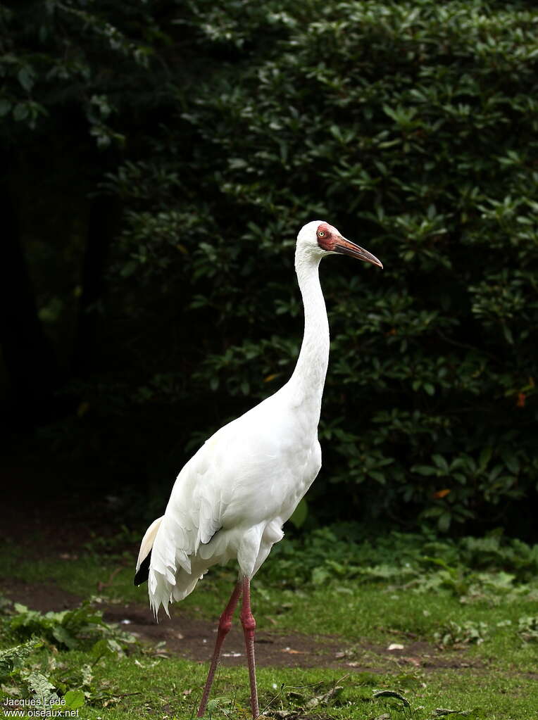 Siberian Craneadult, identification