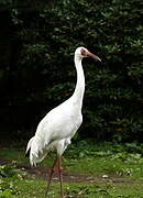 Siberian Crane