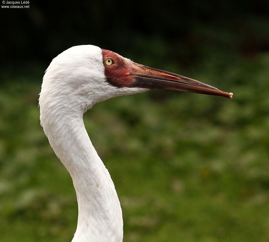 Siberian Crane