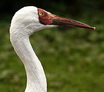 Siberian Crane