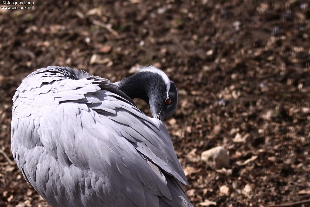 Demoiselle Crane