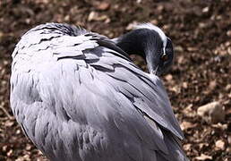 Demoiselle Crane