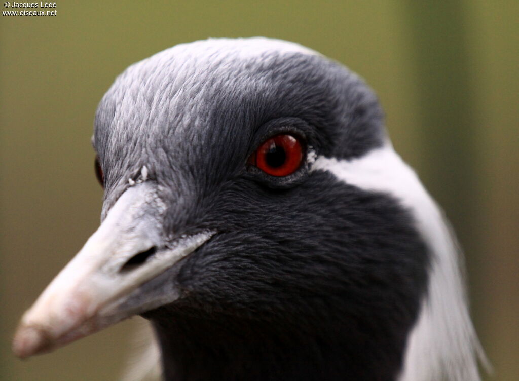 Demoiselle Crane