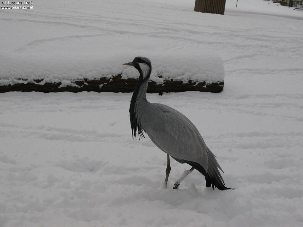 Demoiselle Crane