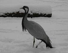 Demoiselle Crane