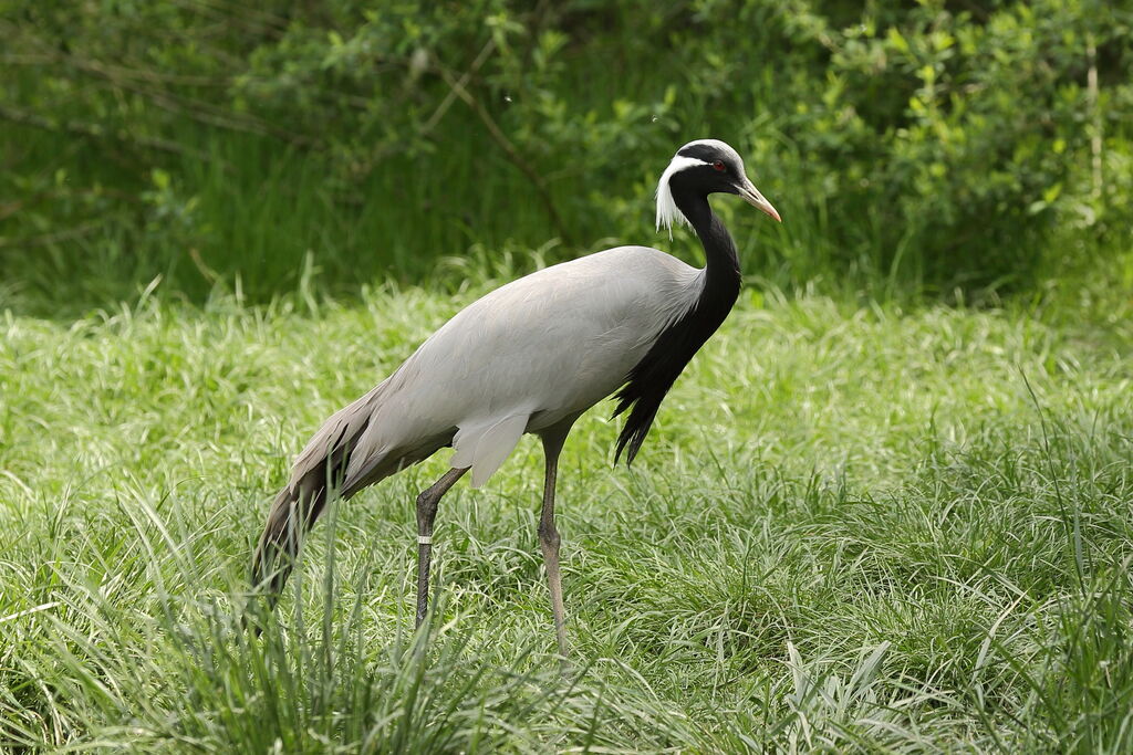 Demoiselle Crane