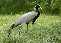 Demoiselle Crane