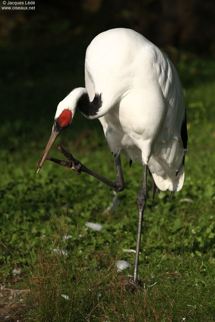 Red-crowned Crane