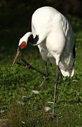 Red-crowned Crane