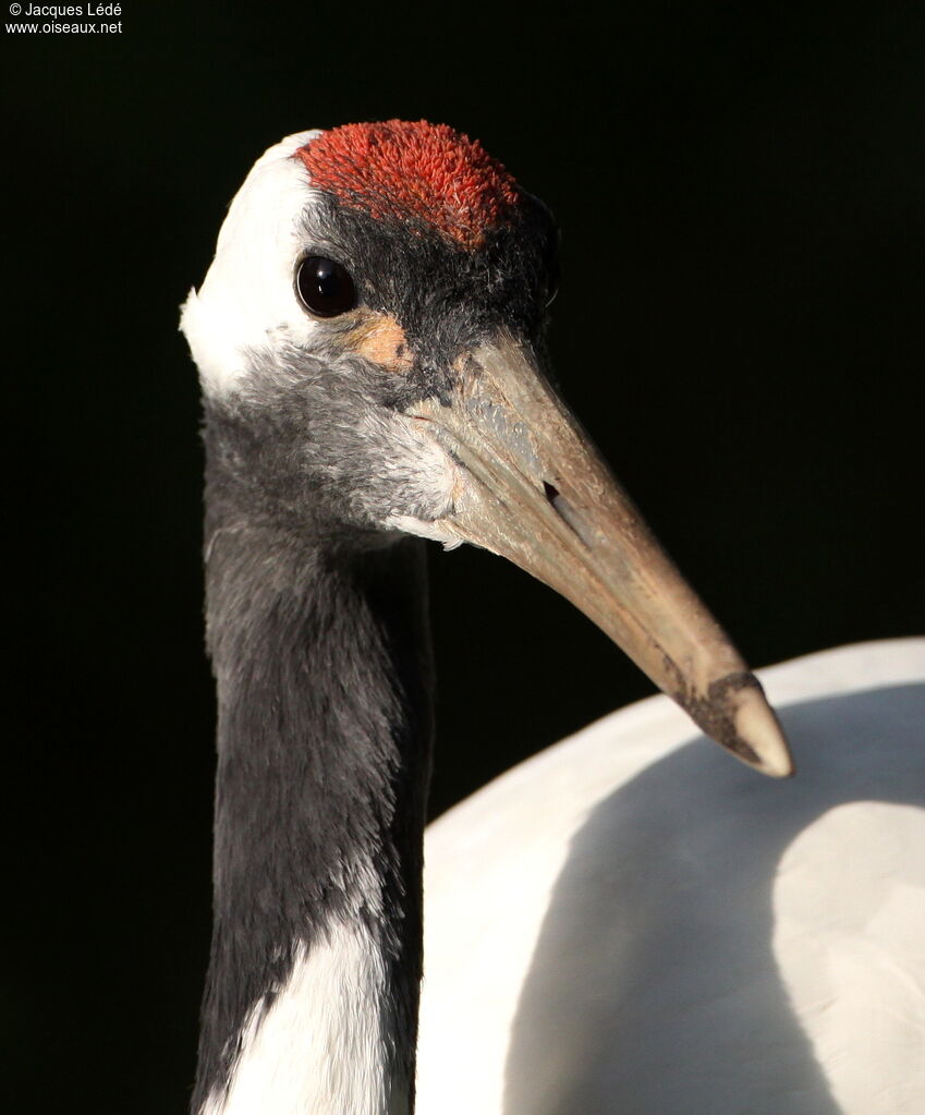 Red-crowned Crane