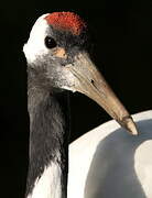 Red-crowned Crane