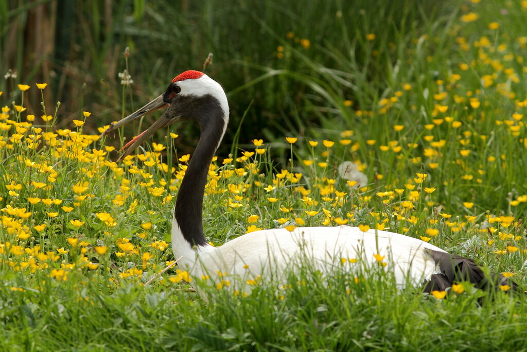 Red-crowned Crane