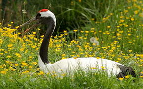 Red-crowned Crane