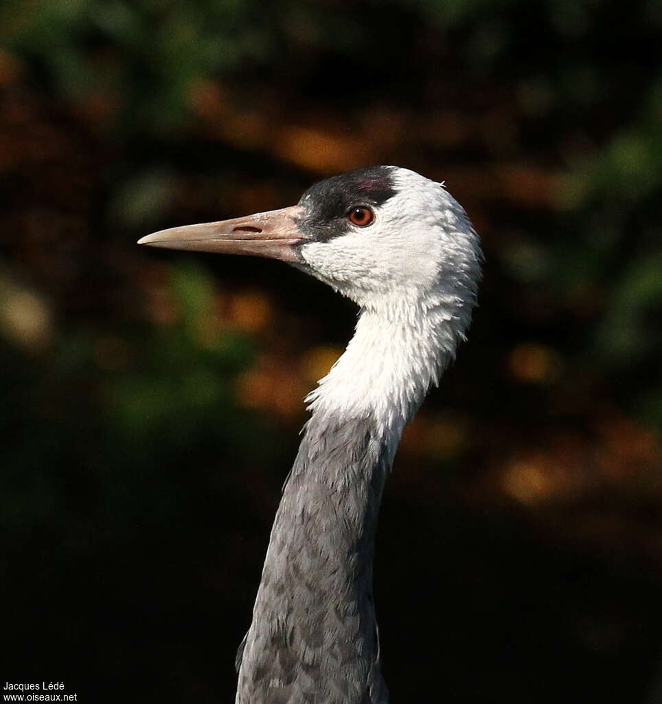 Hooded Craneadult, close-up portrait