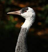 Hooded Crane