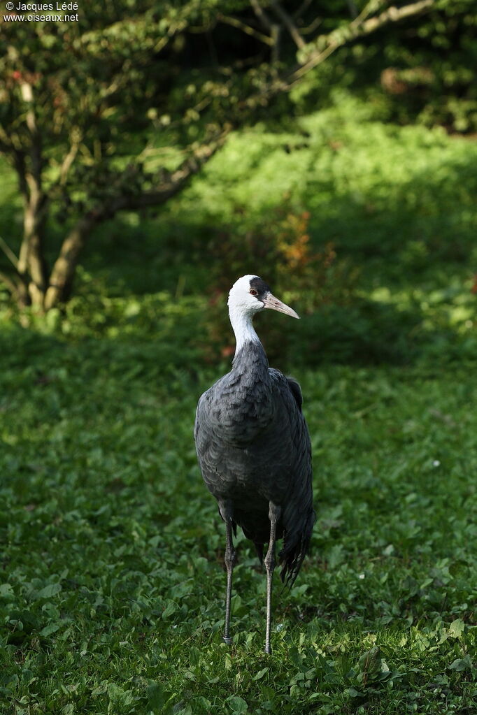 Hooded Crane