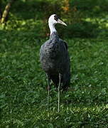 Hooded Crane