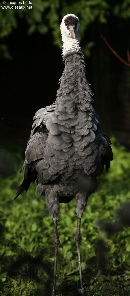 Hooded Crane