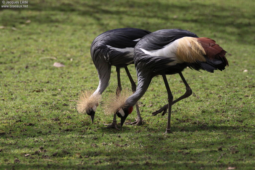 Grey Crowned Crane