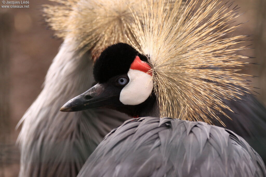 Grey Crowned Crane