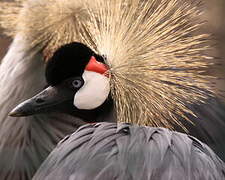 Grey Crowned Crane