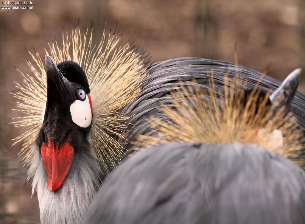 Grey Crowned Crane