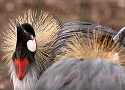 Grey Crowned Crane