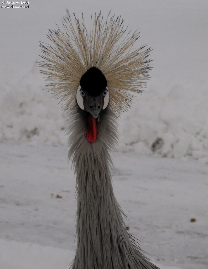 Grey Crowned Crane