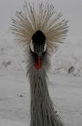 Grey Crowned Crane