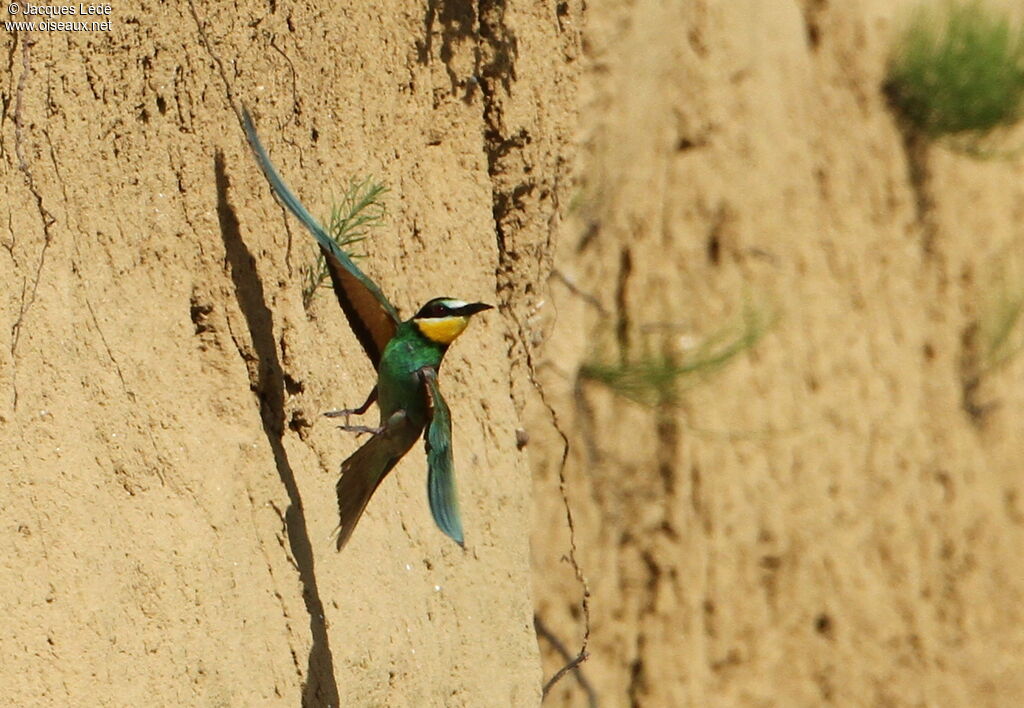 European Bee-eater