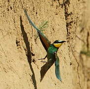 European Bee-eater