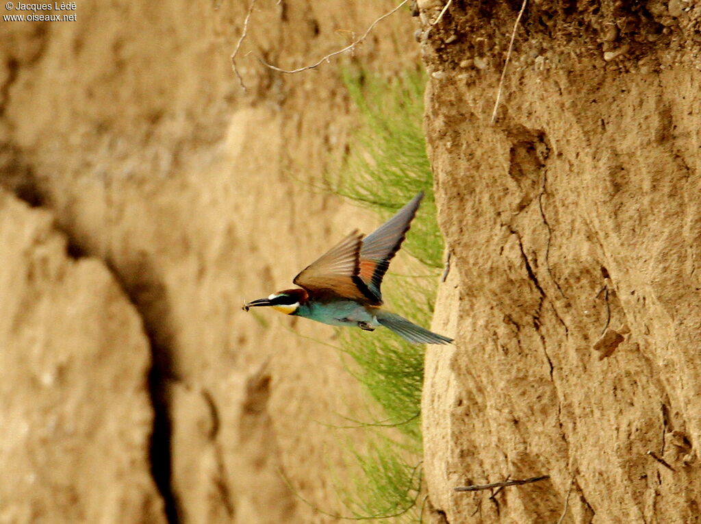 European Bee-eater