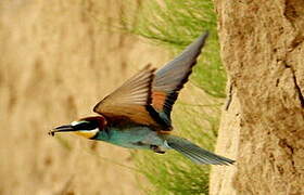 European Bee-eater